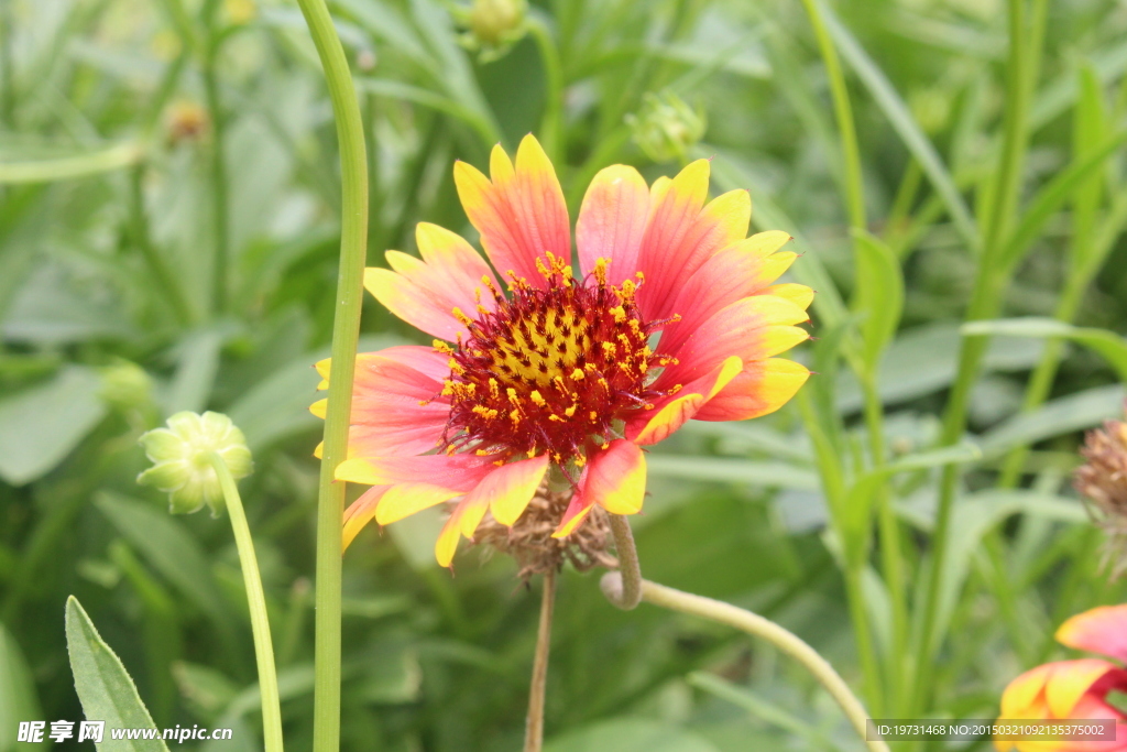 野葵花