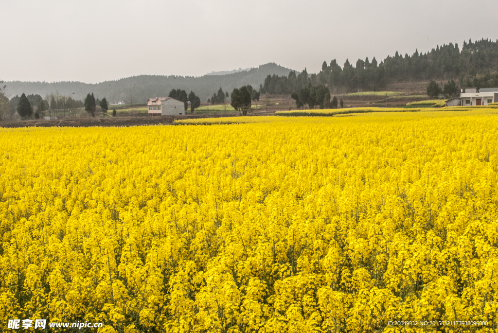 油菜花