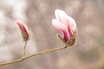 玉兰花