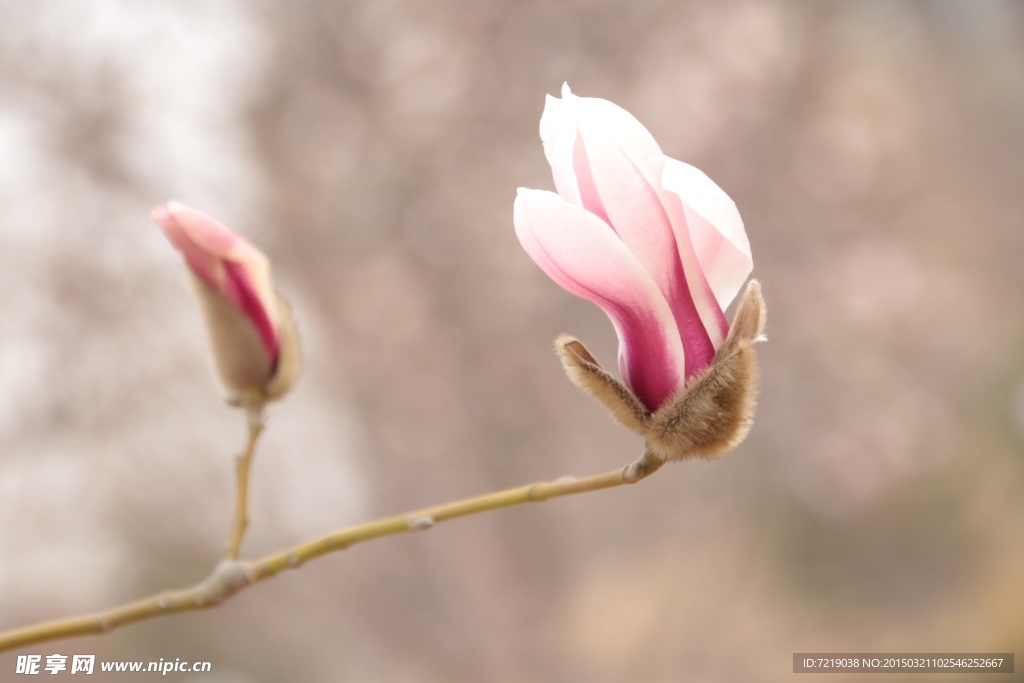 玉兰花
