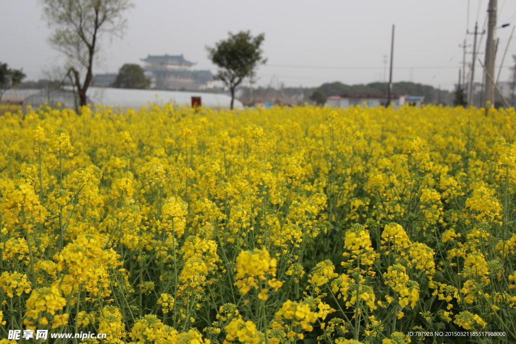 油菜花地