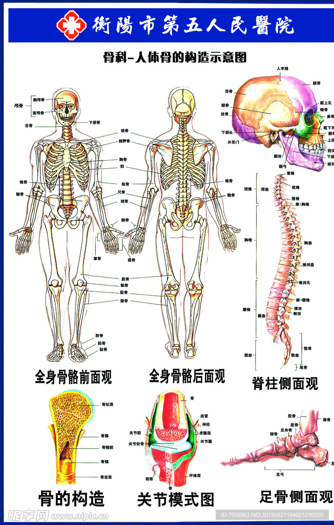 骨的构造图