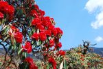 杜鹃花