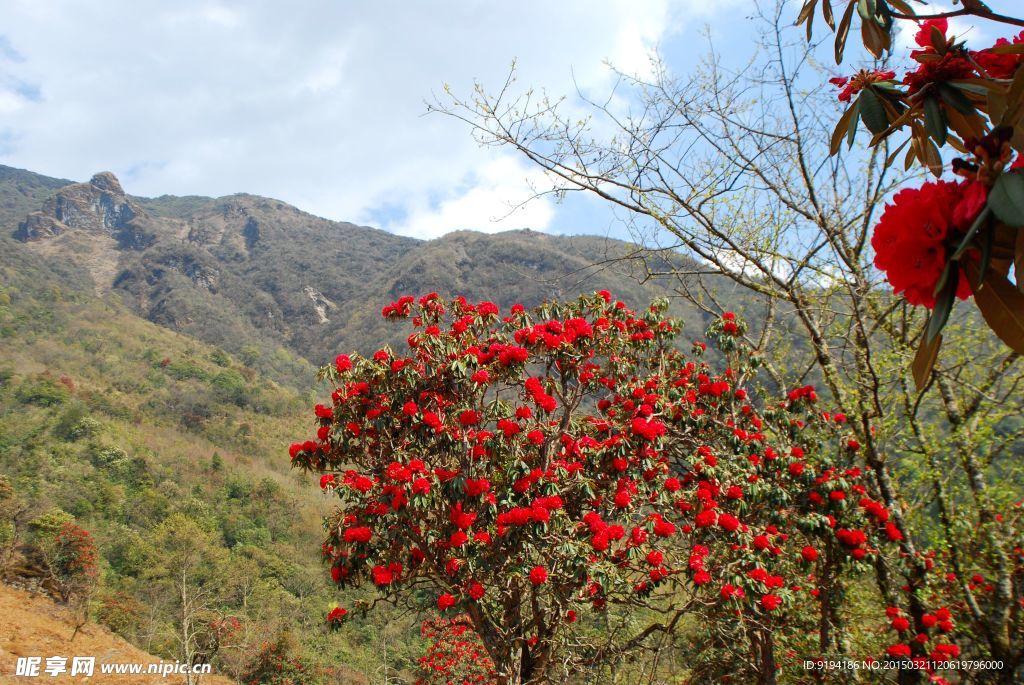 马鹿塘杜鹃园