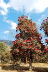 苍山杜鹃花