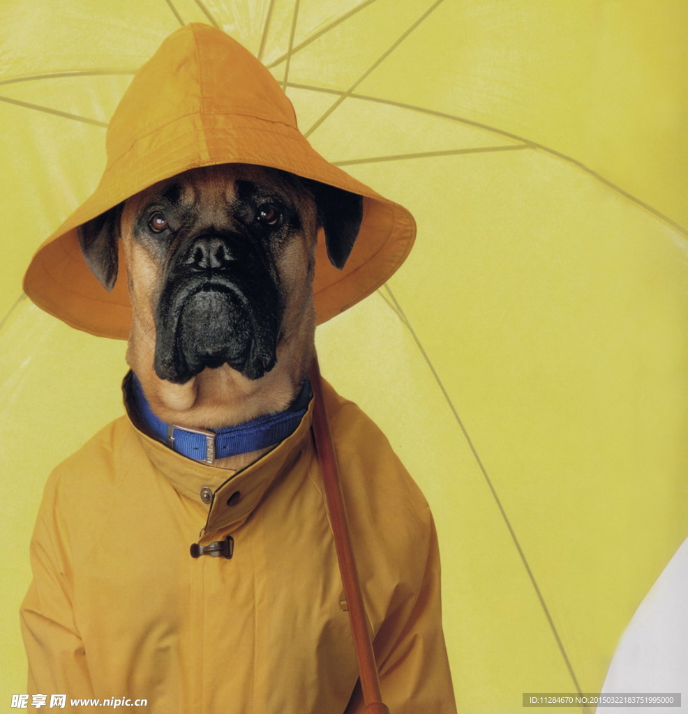 打雨伞的趣味狗狗