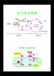 高中生物