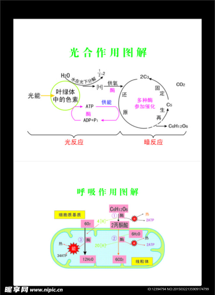 高中生物