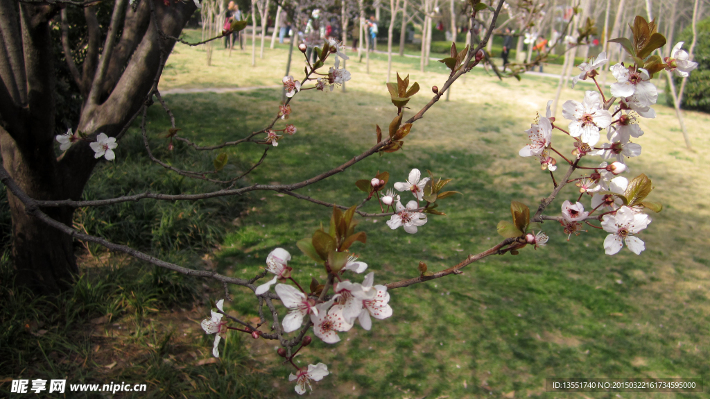 紫叶李