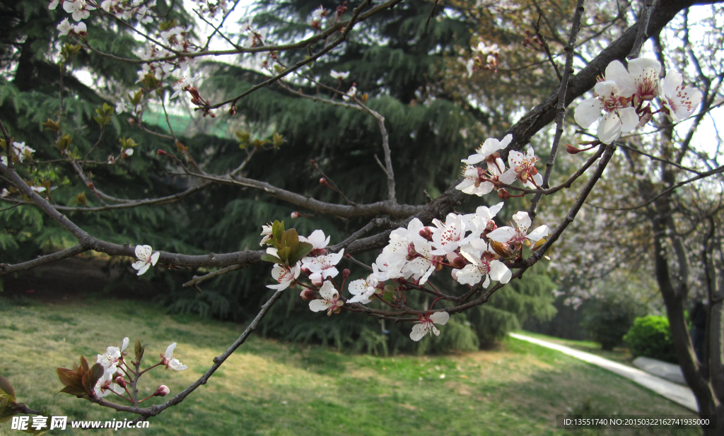 紫叶李