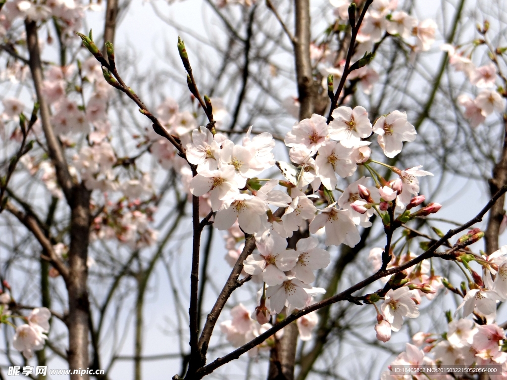 樱花