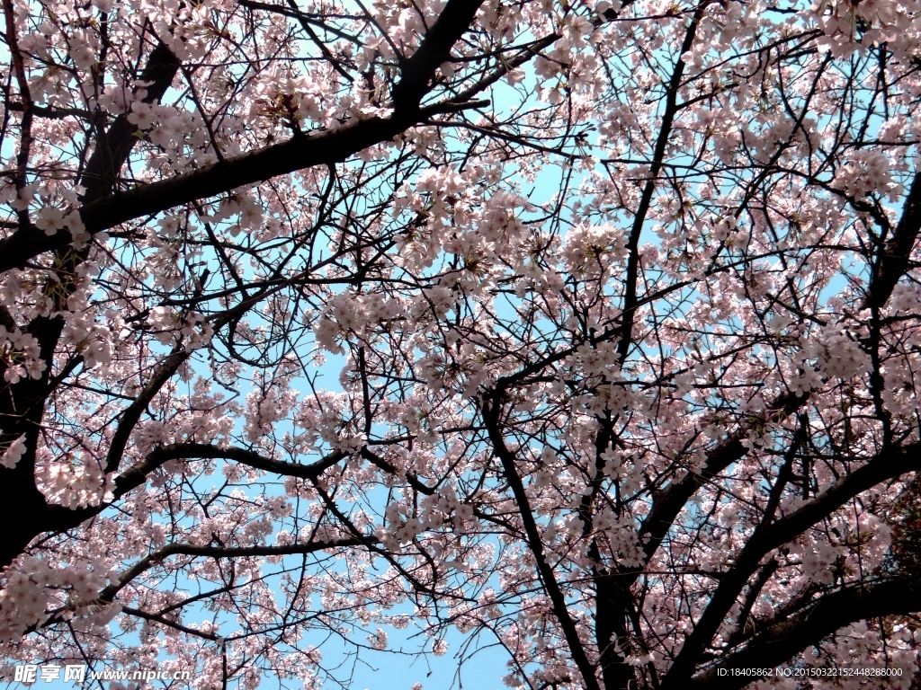 樱花