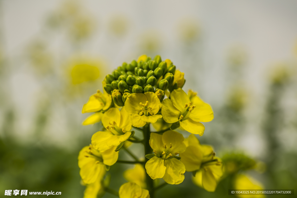 那片油菜花田