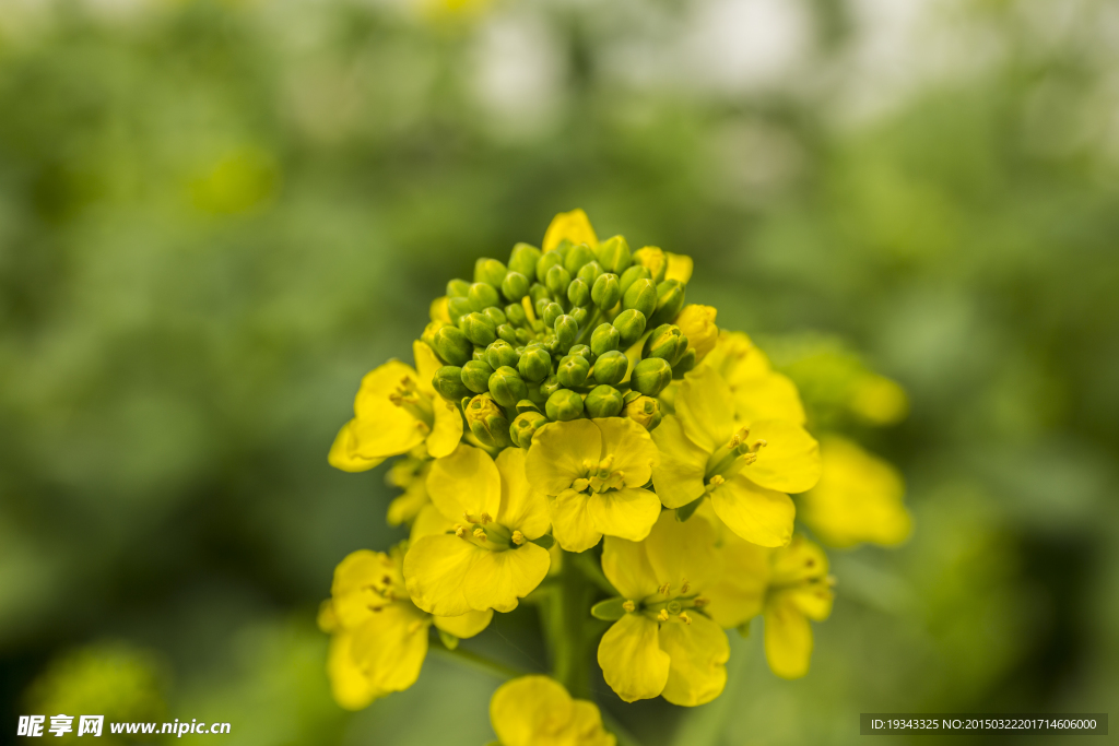 那片油菜花田