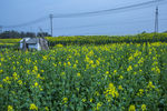 那片油菜花田