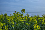 那片油菜花田
