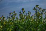 那片油菜花田