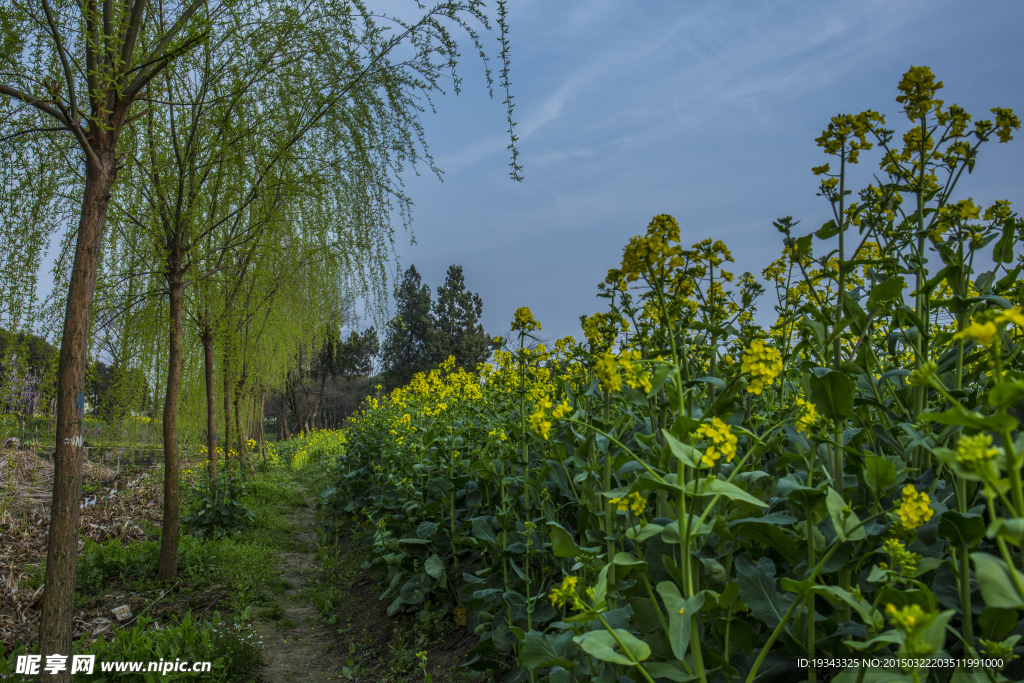 那片油菜花田