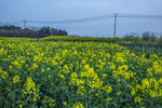 那片油菜花田