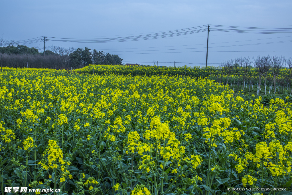 那片油菜花田