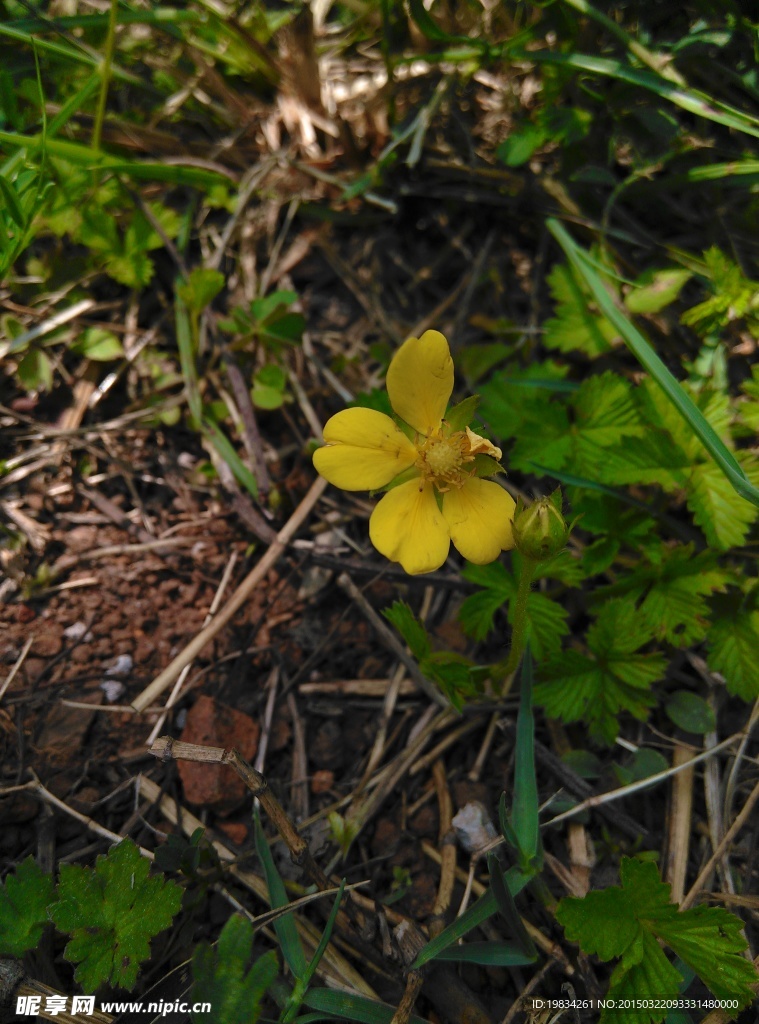 小黄花
