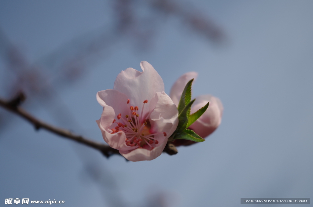 桃花
