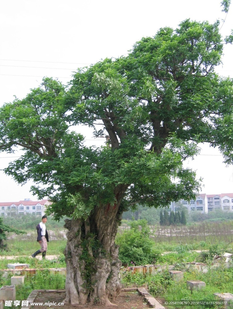 村头古树