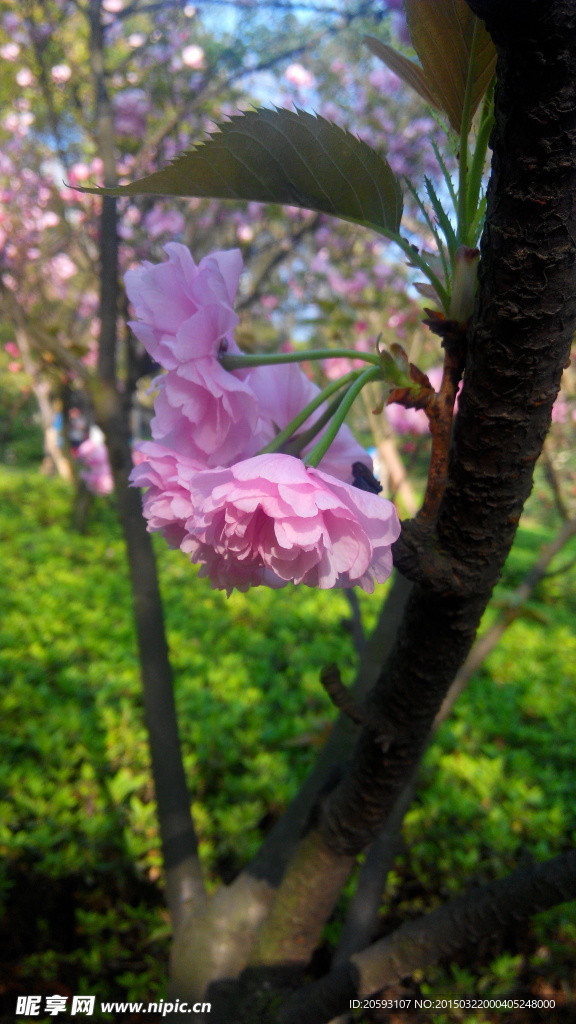 樱花
