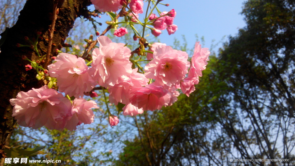 樱花