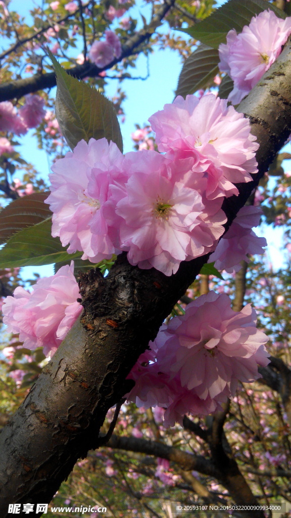 樱花