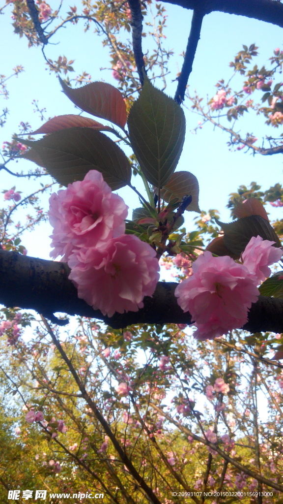 樱花