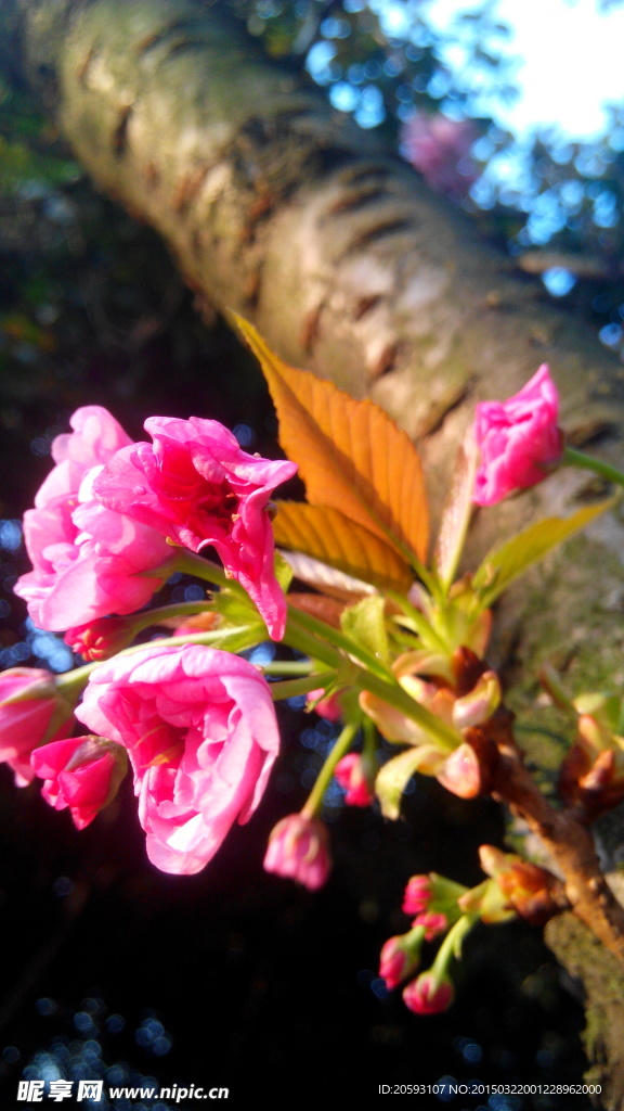 樱花