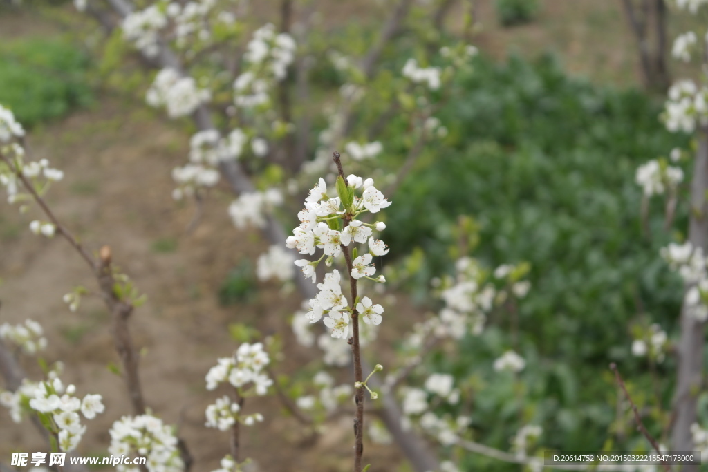 栗子花开