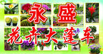 花卉