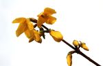 连翘花
