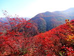 黄河丹峡秋意浓