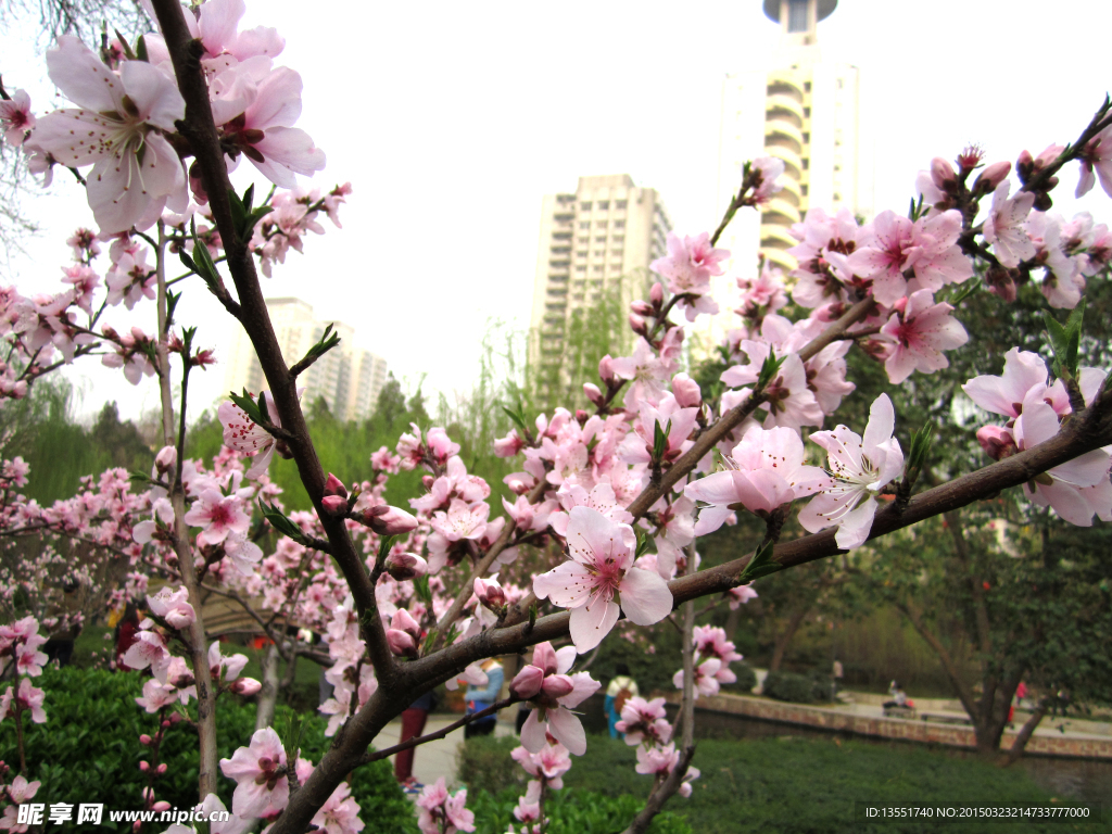 桃花