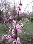 梅花