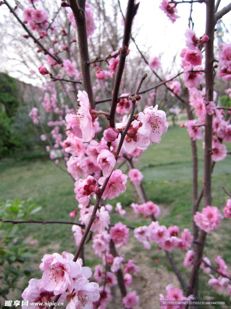 梅花