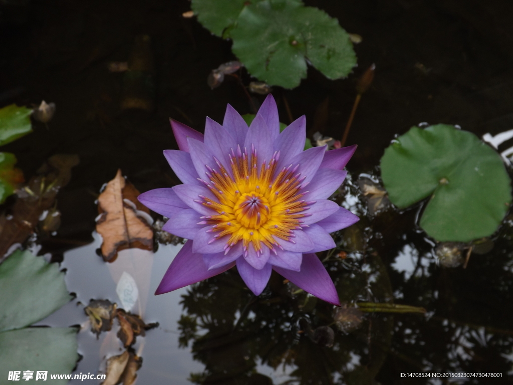 莲花 园林 水塘