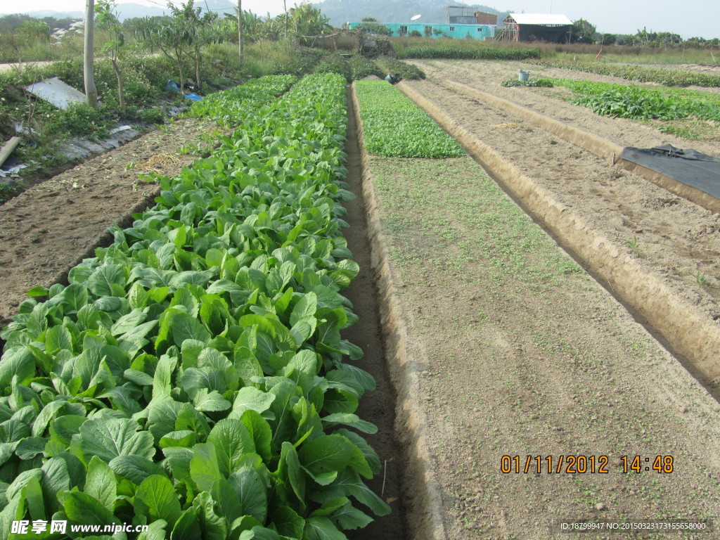蔬菜