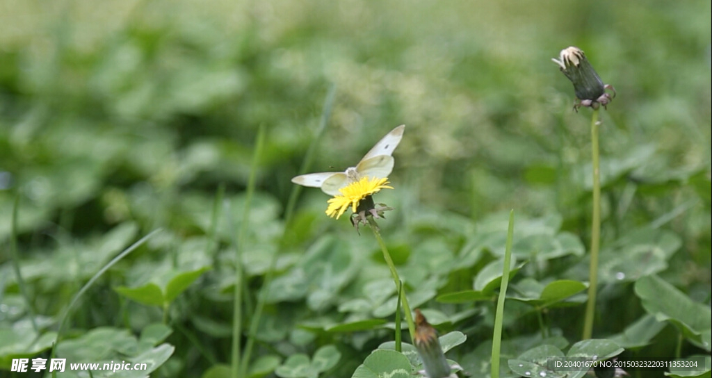 蝴蝶飞舞