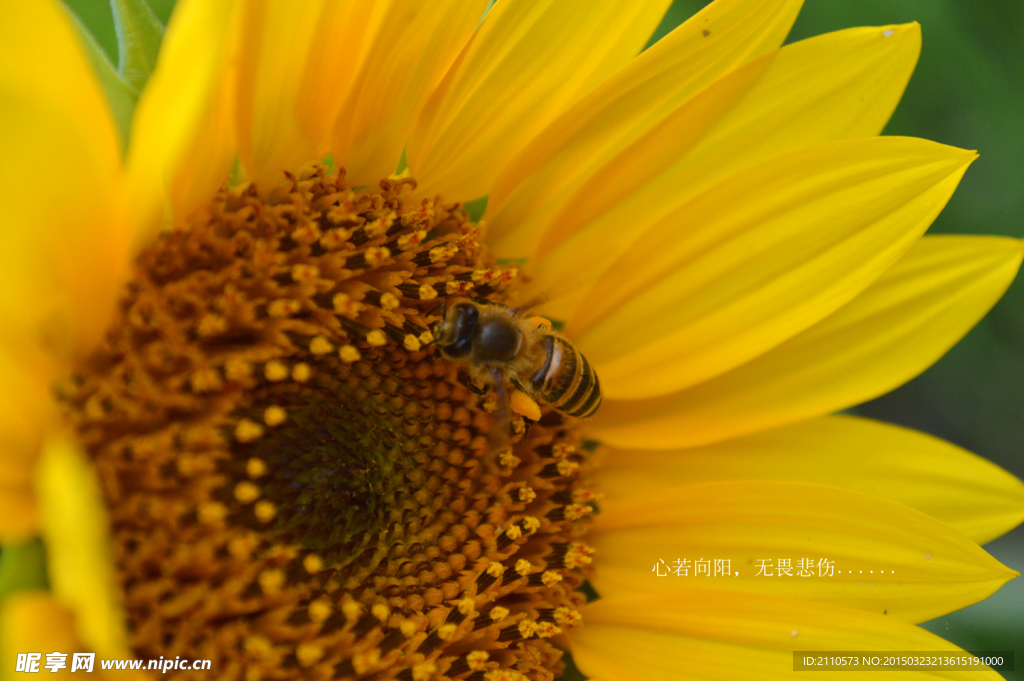 向日葵