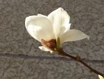 玉兰花