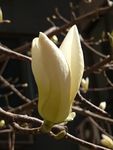玉兰花