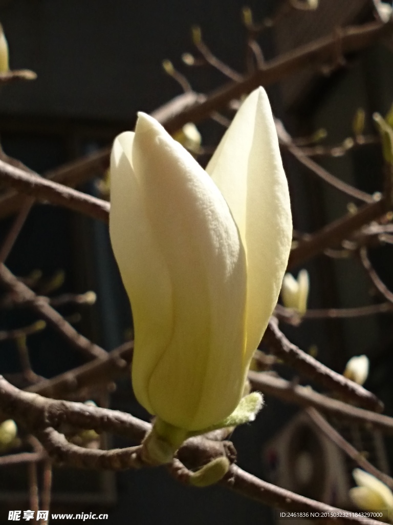 玉兰花