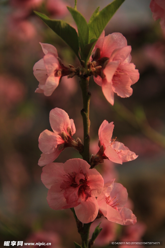 桃花