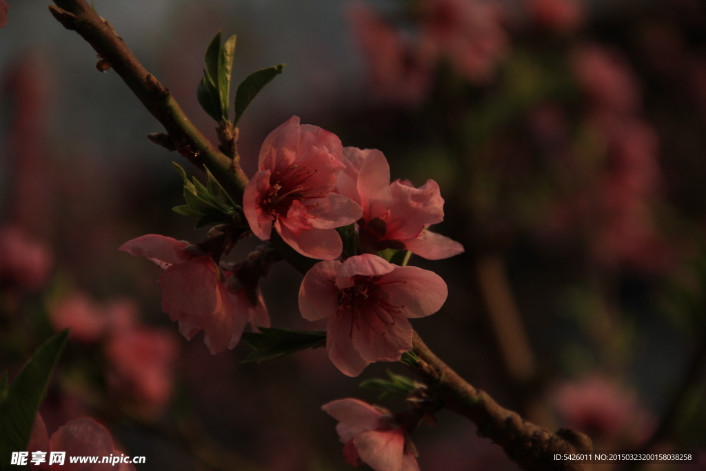 桃花