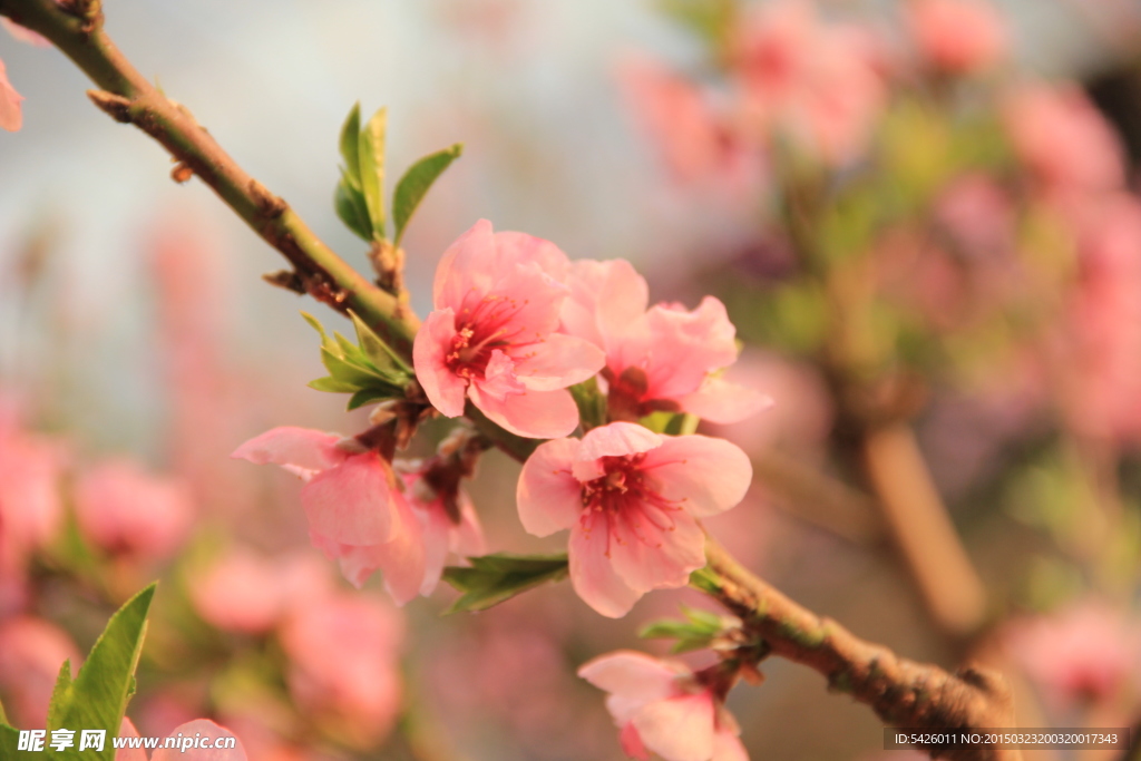 桃花