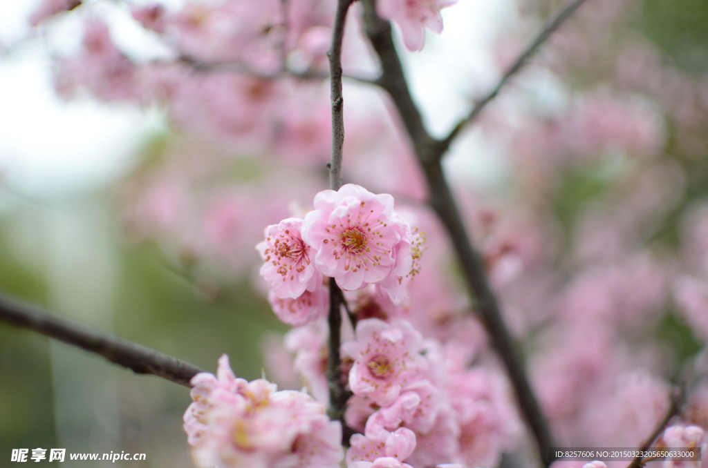 梅花